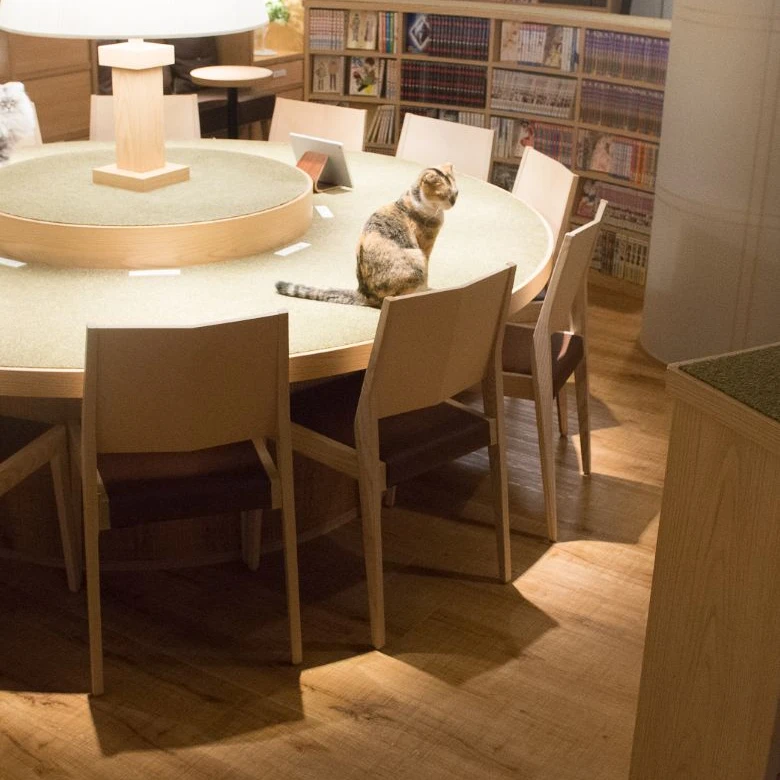 リスティング用に提出されたCat Cafe MOCHA Lounge Shinjuku猫カフェの写真