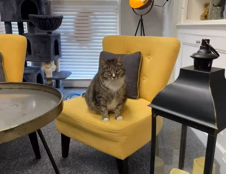 リスティング用に提出されたCharlies Cat Cafe猫カフェの写真