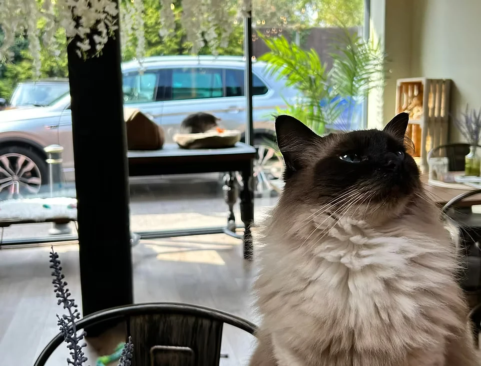 リスティング用に提出されたCharlies Cat Cafe猫カフェの写真