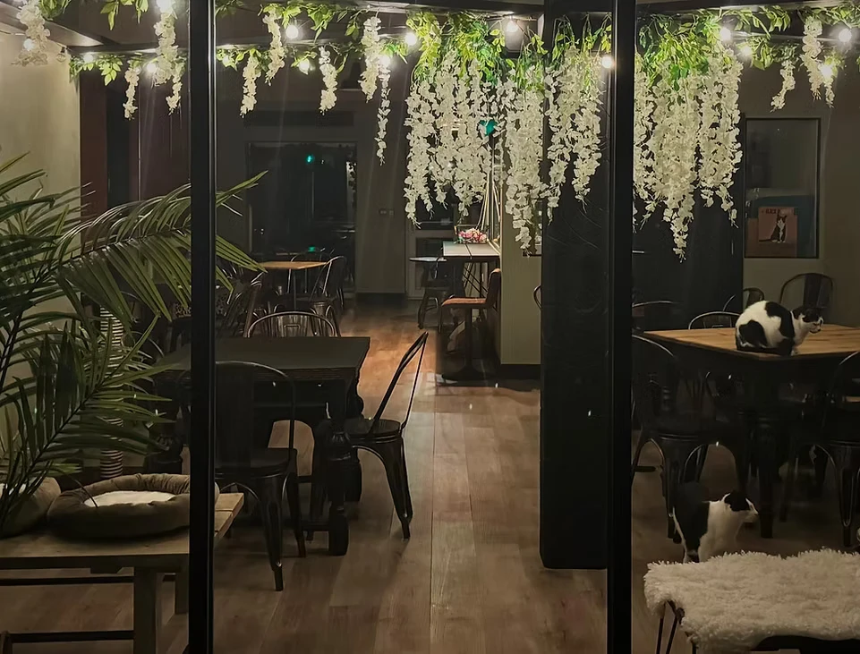 リスティング用に提出されたCharlies Cat Cafe猫カフェの写真