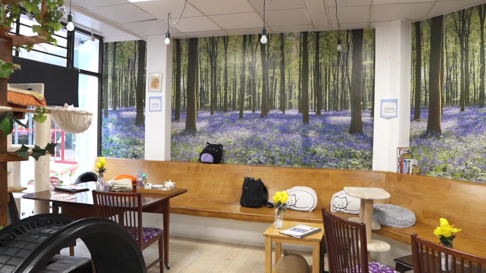 リスティング用に提出されたPaws Cat Cafe猫カフェの写真