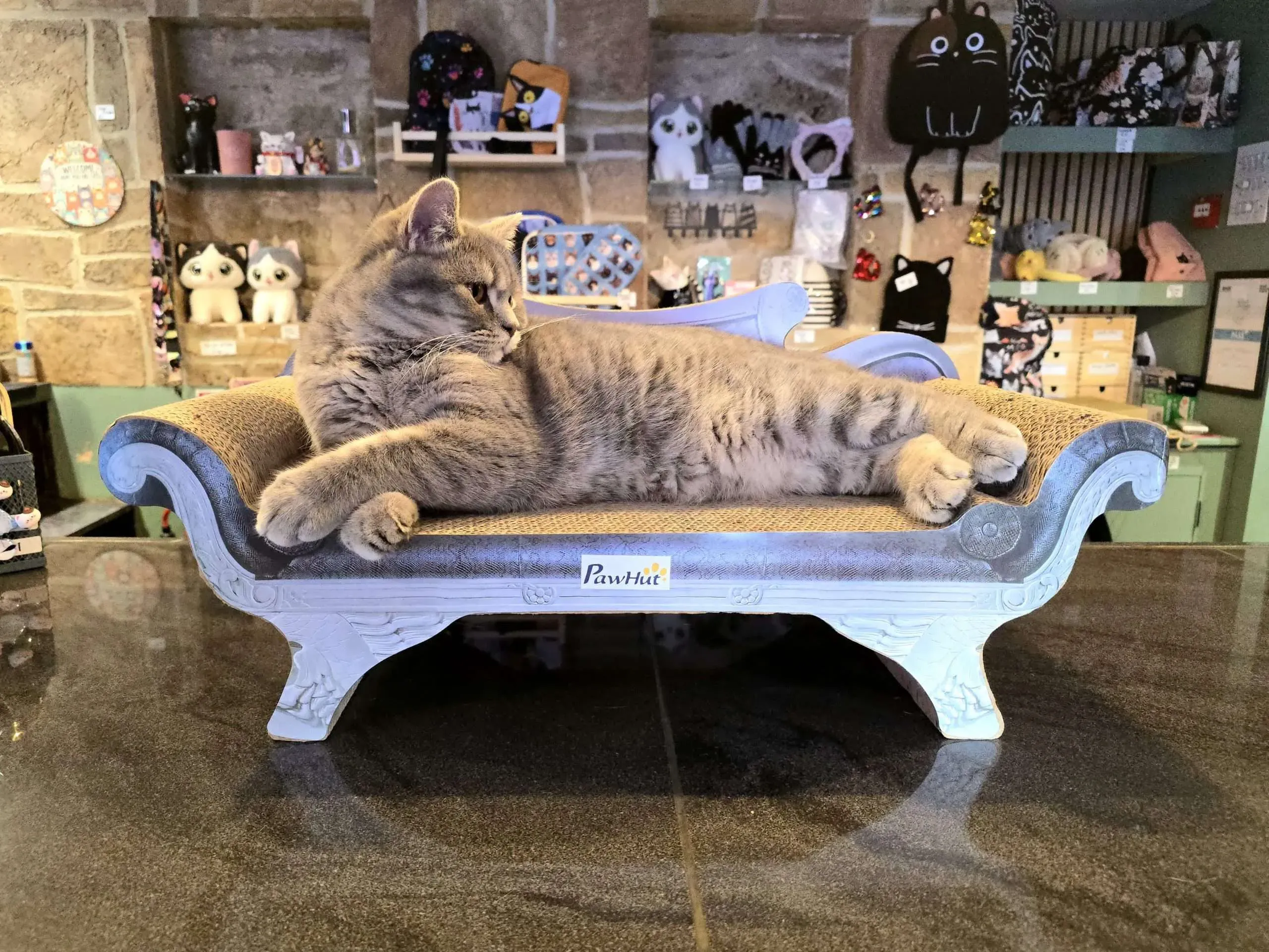 リスティング用に提出されたKitty Cat Cafe猫カフェの写真