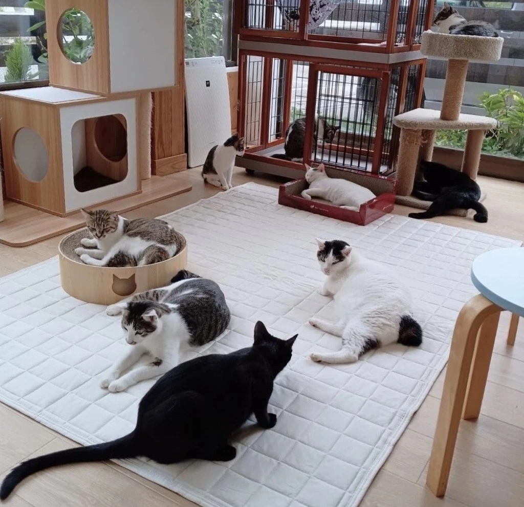 リスティング用に提出されたCat Cafe Utatane猫カフェの写真