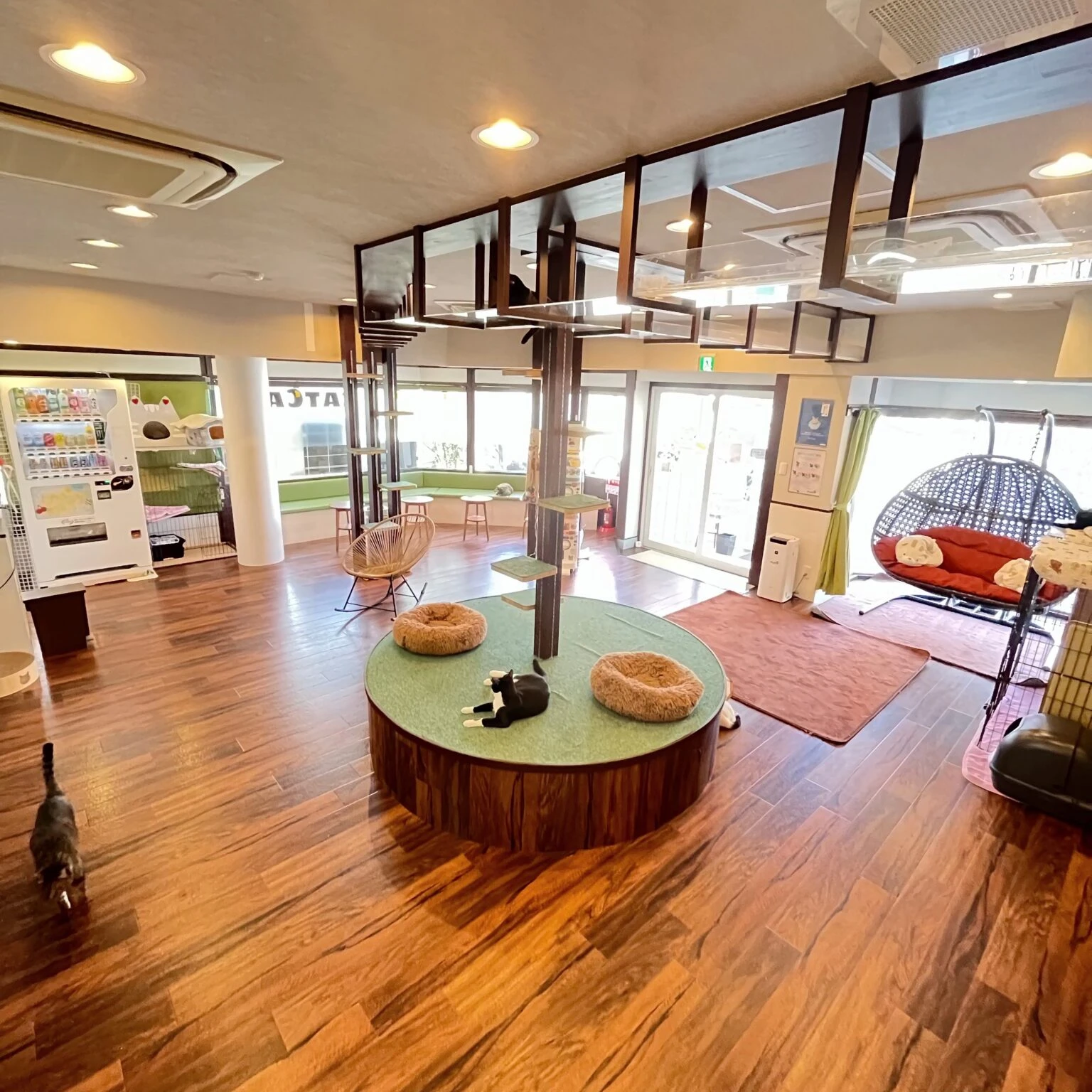 リスティング用に提出されたCat Cafe SU-NYAN猫カフェの写真