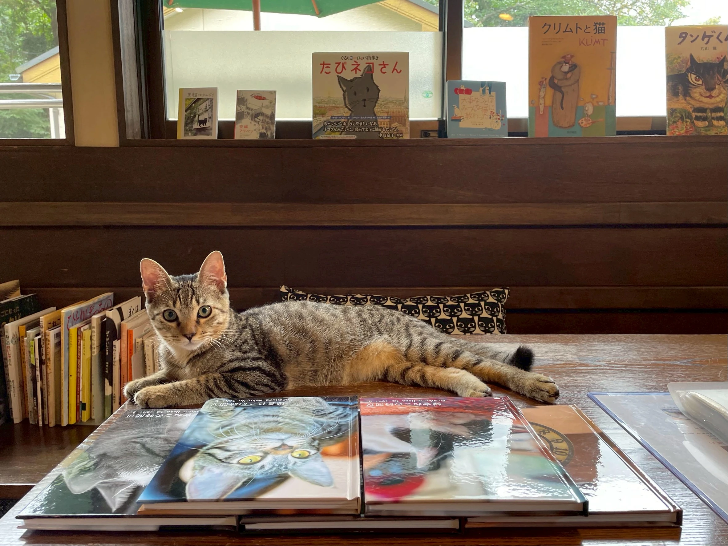 リスティング用に提出されたKamakura Neko no Ma猫カフェの写真