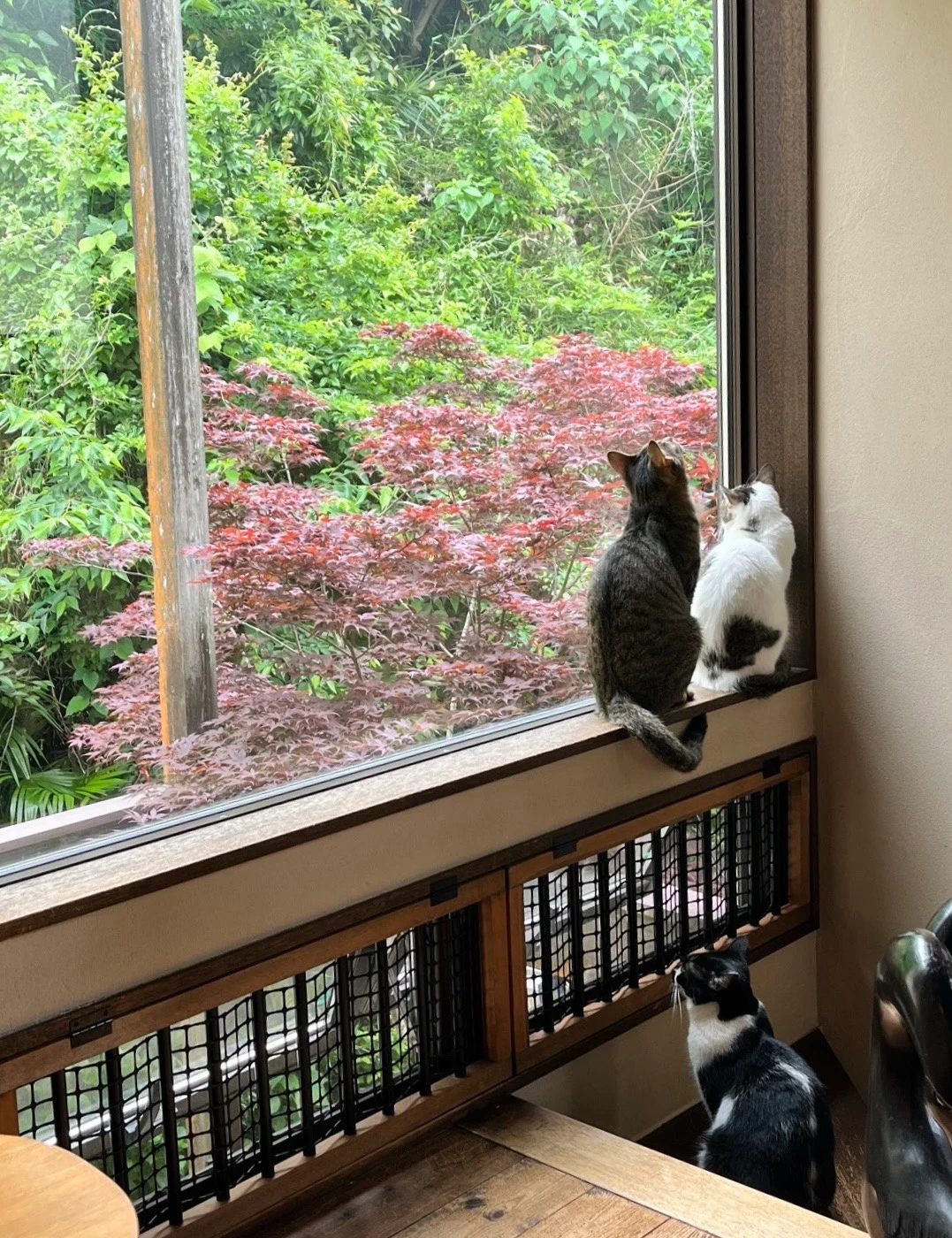 リスティング用に提出されたKamakura Neko no Ma猫カフェの写真