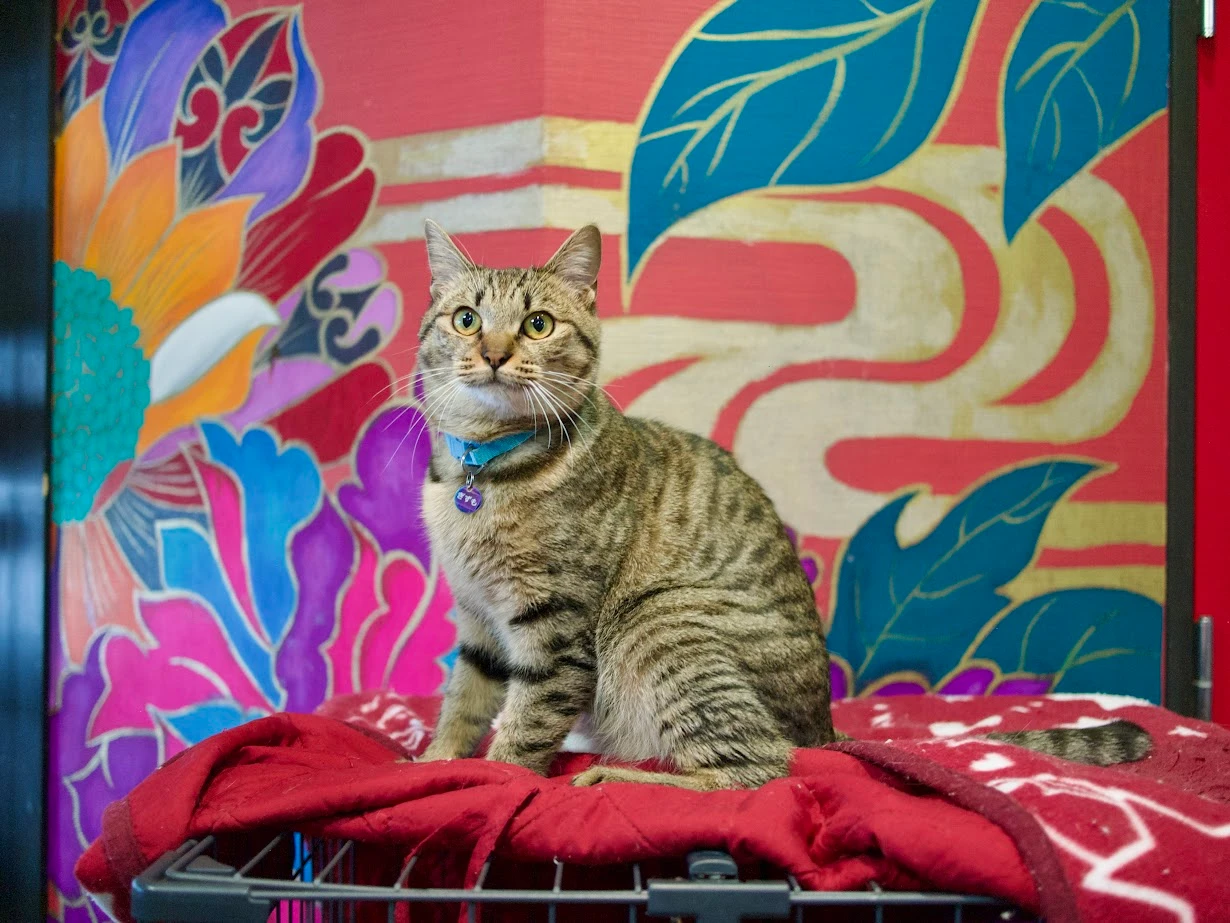 リスティング用に提出されたHiroshima Neko Bugyo猫カフェの写真