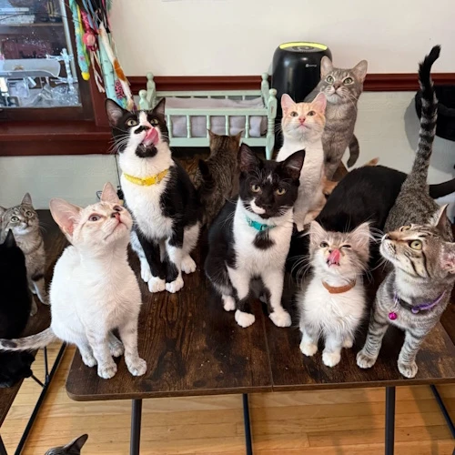 Photo of a cat cafe called Alley Kats Deal Den submitted for their listing