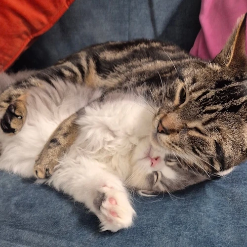 リスティング用に提出されたNelson's Cat Cafe猫カフェの写真