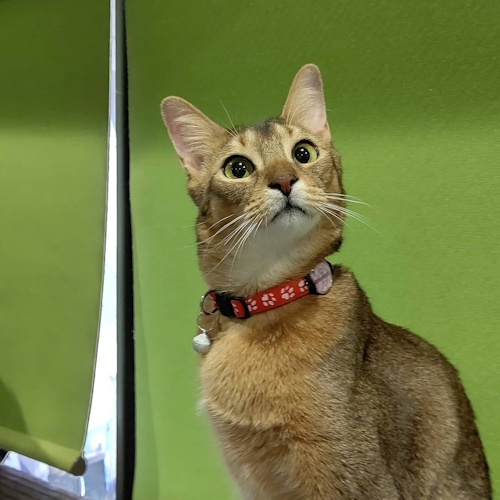 Photo of a cat cafe called Animal Lounge Cafe Twinkle Box submitted for their listing