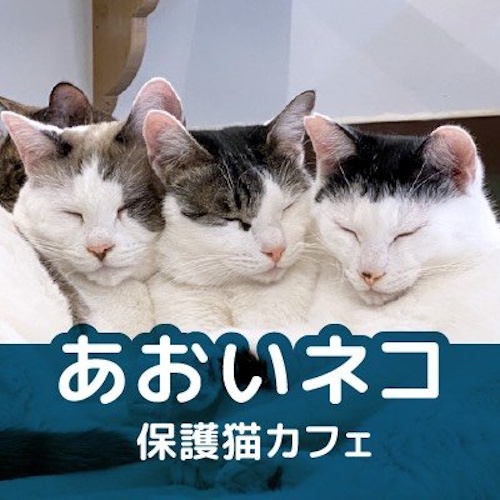 リスティング用に提出されたAoi Neko猫カフェの写真