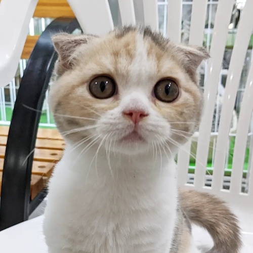 リスティング用に提出されたCat Café Cat B&C猫カフェの写真