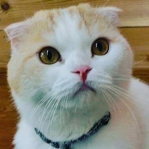 リスティング用に提出されたCat Cafe Chigura猫カフェの写真