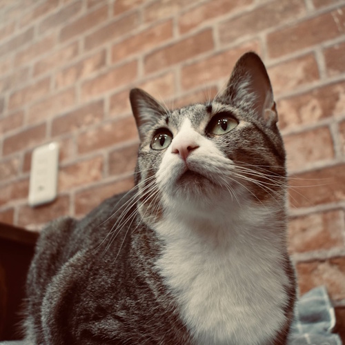 リスティング用に提出されたCat Cafe CYAMOLA猫カフェの写真