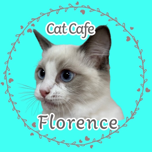 Photo of a cat cafe called Cat Cafe Florence submitted for their listing