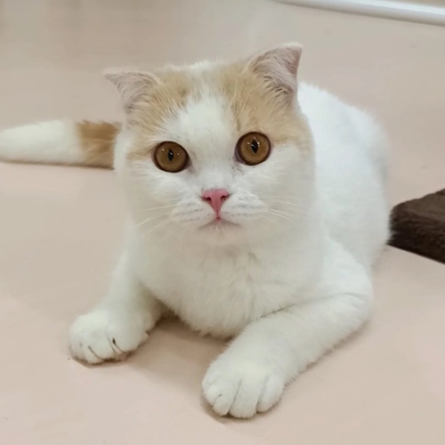 リスティング用に提出されたCat Café Mi猫カフェの写真