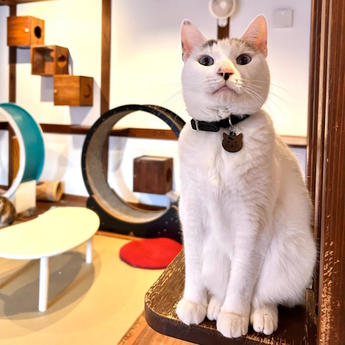リスティング用に提出されたCat Cafe Minamiya猫カフェの写真