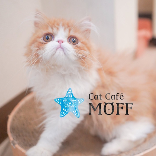 リスティング用に提出されたCat Café MOFF AEON MALL Hamamatsu Shitoro猫カフェの写真