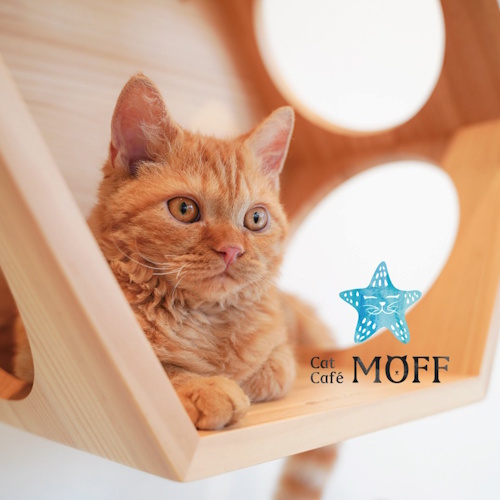 リスティング用に提出されたCat Café MOFF AEON MALL Hiroshima Fuchu猫カフェの写真