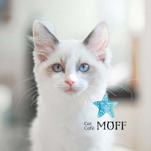 Photo of a cat cafe called Cat Café MOFF AEON MALL Kawaguchi Maekawa submitted for their listing