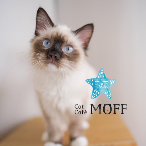 リスティング用に提出されたCat Café MOFF AEON MALL Kisogawa猫カフェの写真