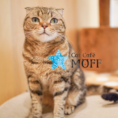 リスティング用に提出されたCat Café MOFF AEON MALL Kumamoto猫カフェの写真