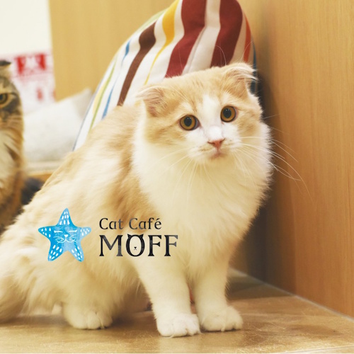 リスティング用に提出されたCat Café MOFF AEON MALL Nagoya Dome Mae猫カフェの写真