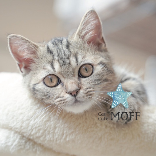 リスティング用に提出されたCat Café MOFF AEON MALL Rinku Sennan猫カフェの写真