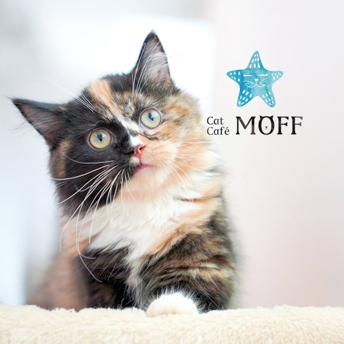 リスティング用に提出されたCat Café MOFF AEON MALL Suzaka猫カフェの写真