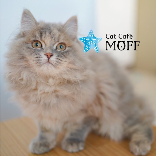 リスティング用に提出されたCat Café MOFF AEON MALL Toyokawa猫カフェの写真