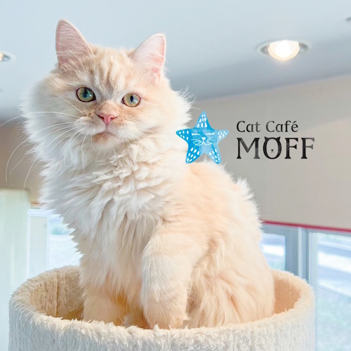 Photo of a cat cafe called Cat Café MOFF Ala Moana Center submitted for their listing