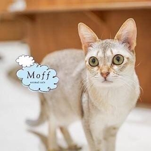 リスティング用に提出されたCat Café MOFF Ario Kurashiki猫カフェの写真