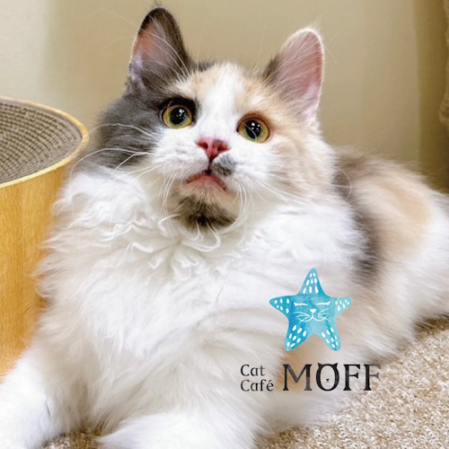 リスティング用に提出されたCat Café MOFF Coaska Bayside Stores猫カフェの写真