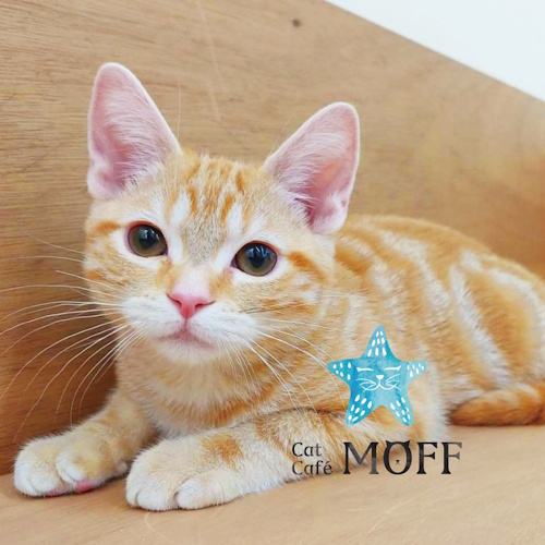 Photo of a cat cafe called Cat Café MOFF COCOON CITY Saitama-Shintoshin submitted for their listing