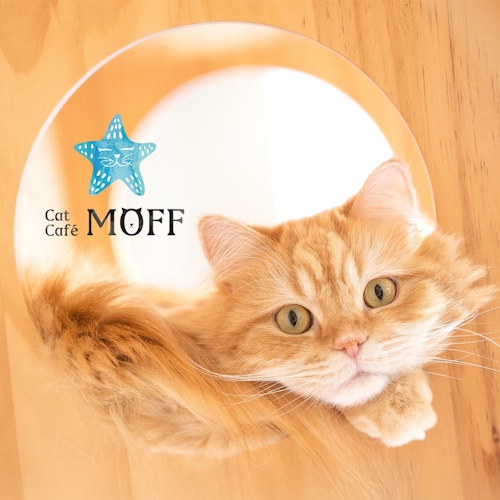 Photo of a cat cafe called Cat Café MOFF CUTE CUBE Harajuku submitted for their listing