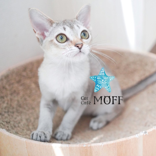 リスティング用に提出されたCat Café MOFF HIRAKATA MALL猫カフェの写真