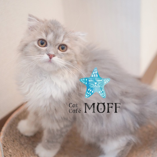 リスティング用に提出されたCat Café MOFF IIAS Okinawa Toyosaki猫カフェの写真