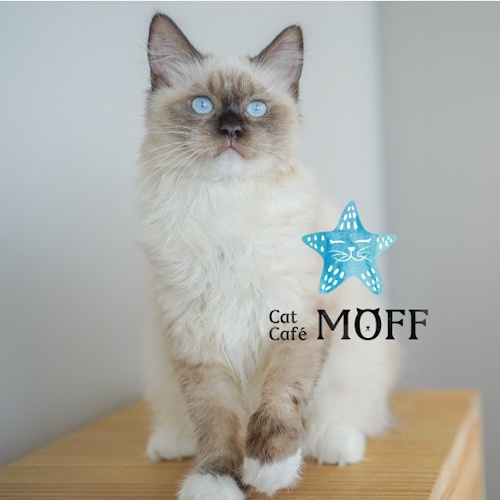 Photo of a cat cafe called Cat Café MOFF International Market Place submitted for their listing