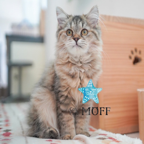 リスティング用に提出されたCat Café MOFF LaLaport Anjo猫カフェの写真