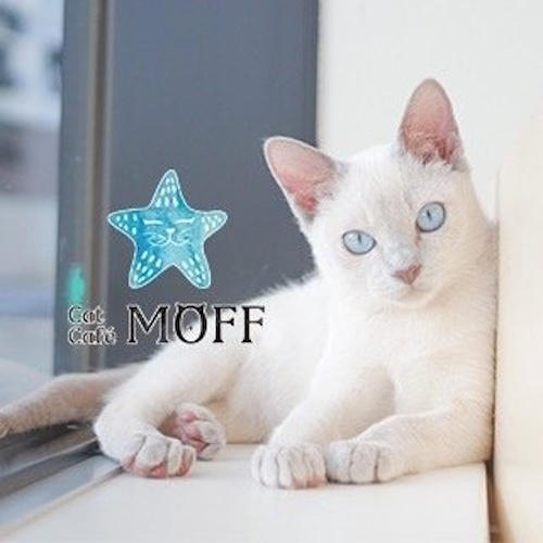 リスティング用に提出されたCat Café MOFF Mallage Shobu猫カフェの写真