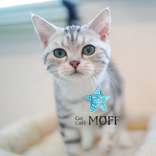リスティング用に提出されたCat Café MOFF minamoa Hiroshima猫カフェの写真