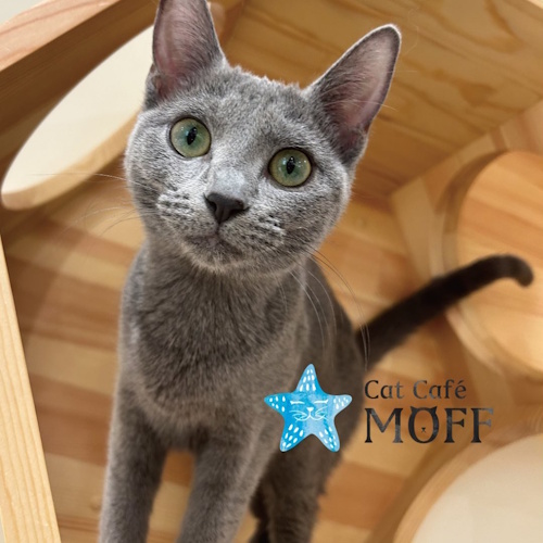 Photo of a cat cafe called Cat Café MOFF PARCO Sendai submitted for their listing