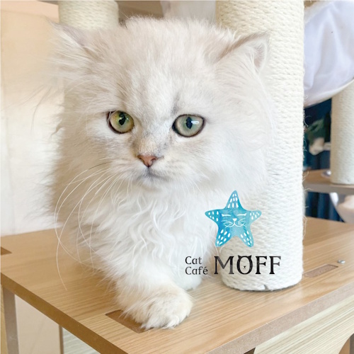 Photo of a cat cafe called Cat Café MOFF Pearlridge Center submitted for their listing