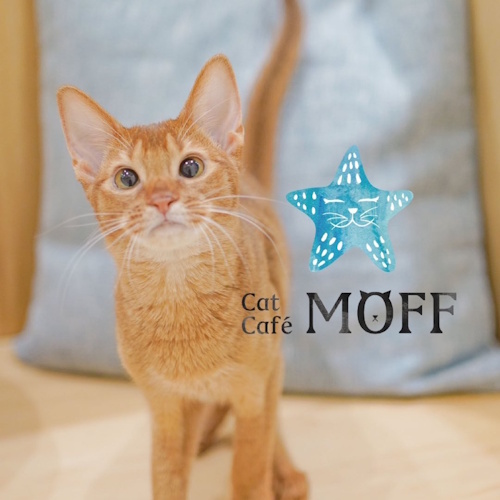 リスティング用に提出されたCat Café MOFF Seven Park Ario Kashiwa猫カフェの写真