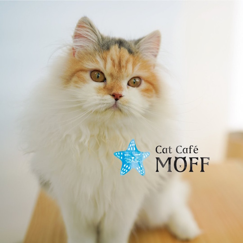 リスティング用に提出されたCat Café MOFF SHIMINT Hiroshima猫カフェの写真