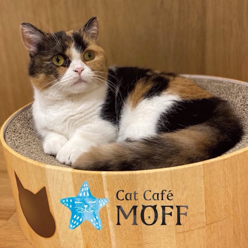 リスティング用に提出されたCat Café MOFF Tennoji MIO猫カフェの写真