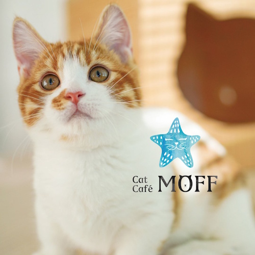 リスティング用に提出されたCat Café MOFF Tsukashin猫カフェの写真