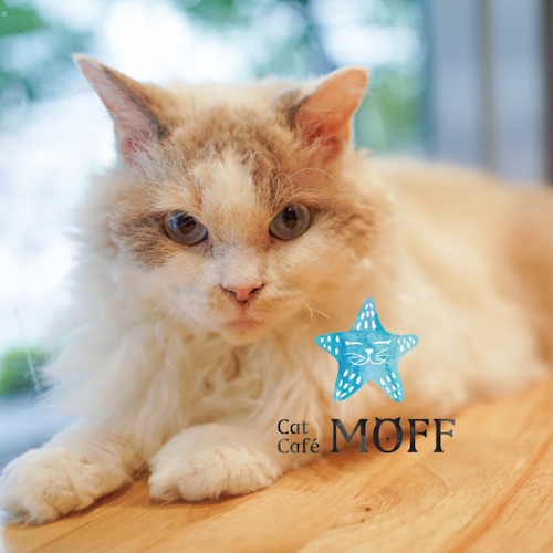 Photo of a cat cafe called Cat Café MOFF Yodobashi Akiba submitted for their listing