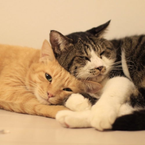 リスティング用に提出されたCat Cafe Necobar猫カフェの写真