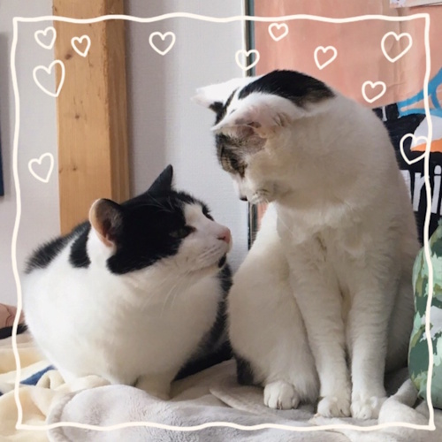 Photo of a cat cafe called Cat Cafe Neko Gakuen submitted for their listing